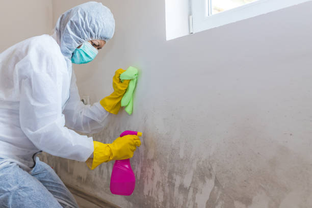 Best Crawl Space Mold Remediation in Brillion, WI